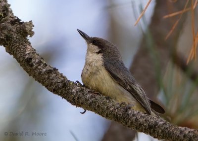 Pygmy Nuthatch