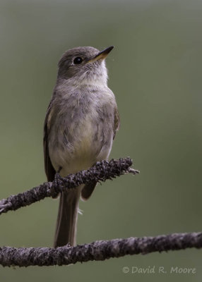 Gray Flycatcher?