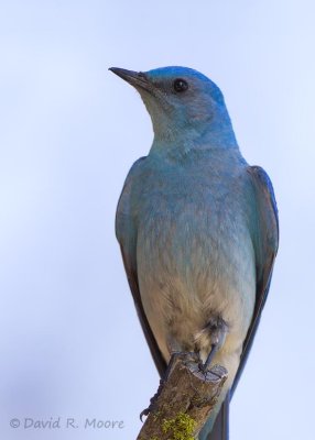 Mountain Bluebird