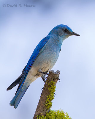 Mountain Bluebird