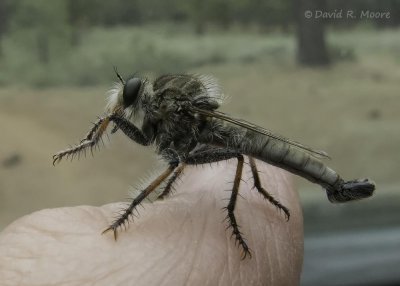 Robber Fly