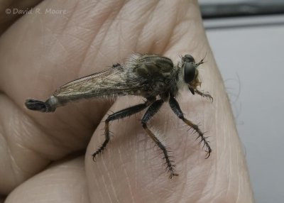 Robber Fly