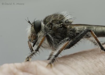 Robber Fly