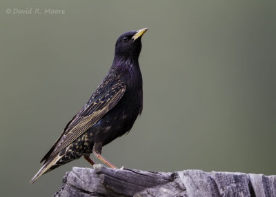 European Starling