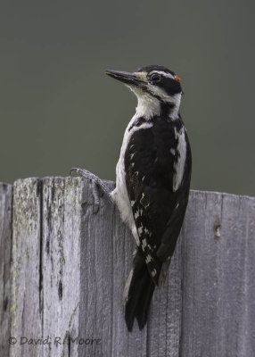 Hairy Woodpecker, male