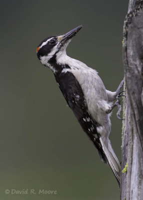 Hairy Woodpecker, male