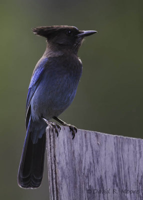 Steller's Jay