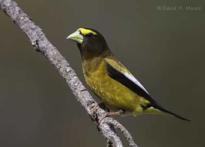 Evening Grosbeak