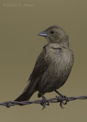 Brown-headed Cowbird, female