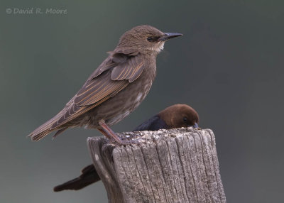 European Starling, cowbird