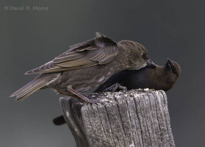 European Starling, cowbird