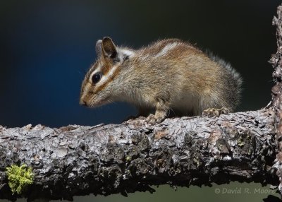 Alpine Chipmunk