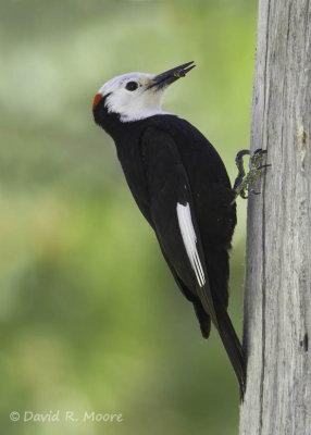 White-headed Woodpecker