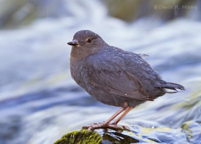 American Dipper