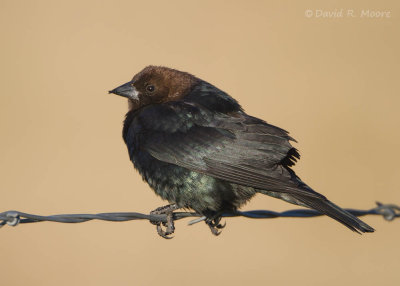 Brown-headed Cowbird