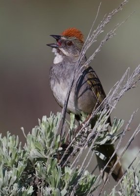 Green-tailed Towhee