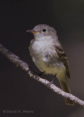 Gray Flycatcher