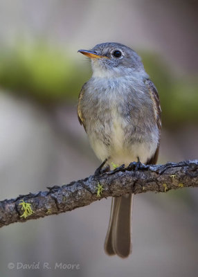 Gray Flycatcher