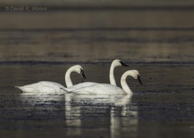 Trumpeter Swans