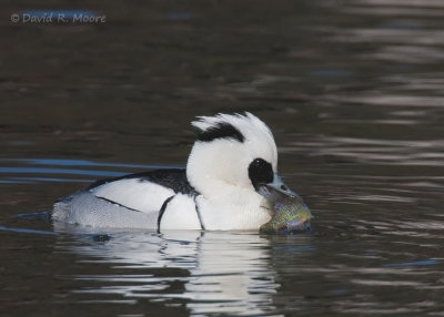 Smew