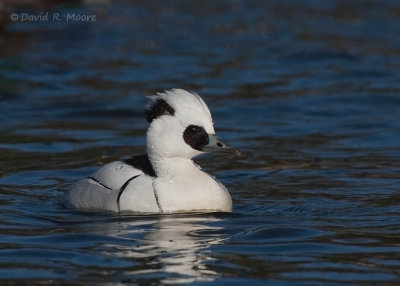 Smew