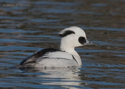 Smew