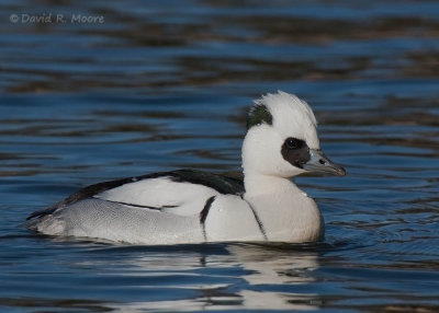 Smew