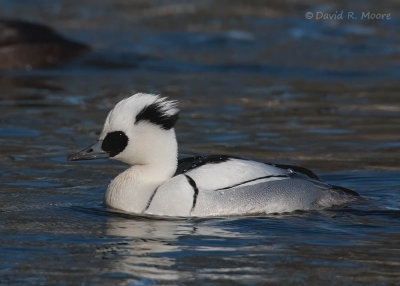 Smew