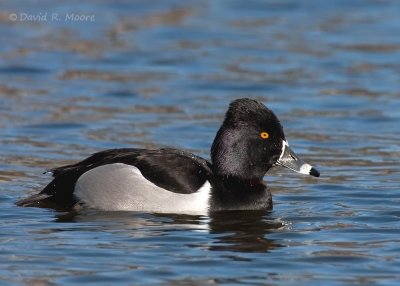 Ring-necked Duck