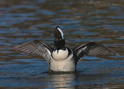 Smew, et al.