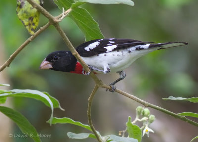 Rose-breasted Grosbeak