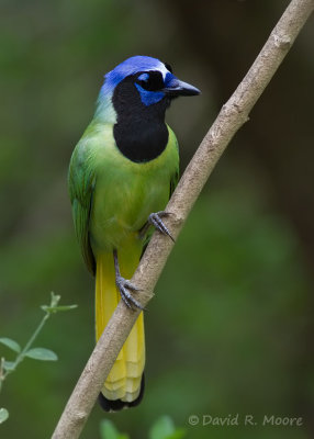 Green Jay
