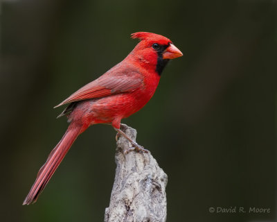 Northern Cardinal