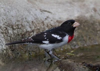 Rose-breasted Grosbeak