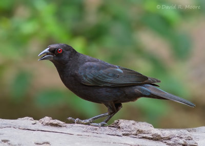 Bronzed Cowbird