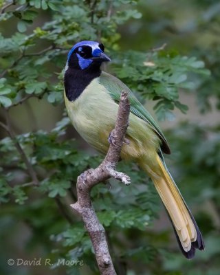 Green Jay