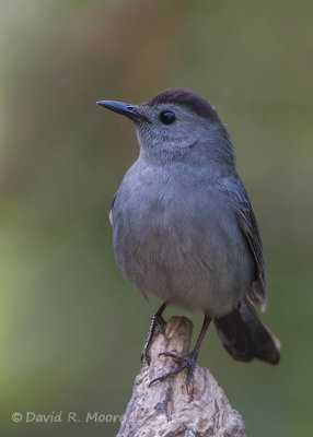 Gray Catbird