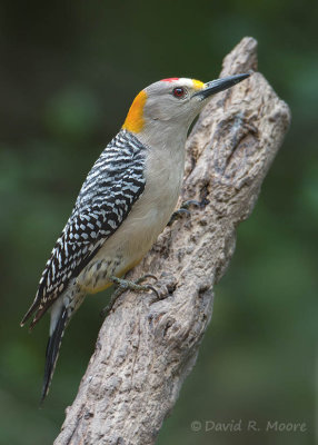 Golden-fronted Woodpecker