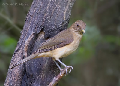Clay-colored Thrush