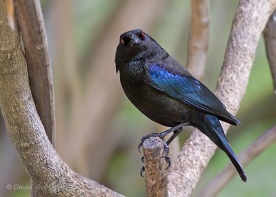 Bronzed Cowbird