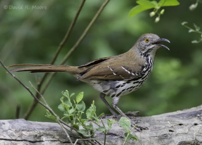Long-billed Thrasher