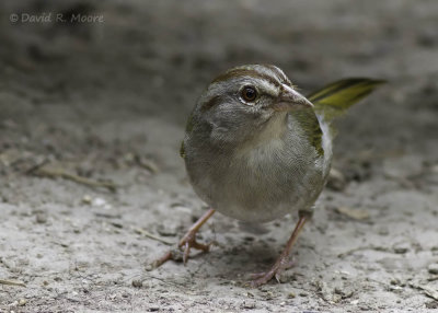Olive Sparrow