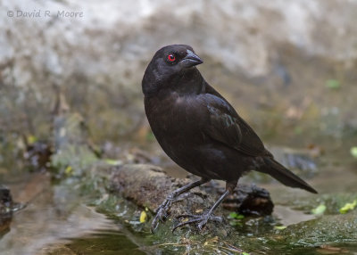 Bronzed Cowbird