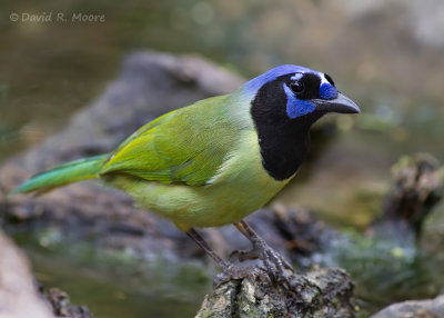 Green Jay