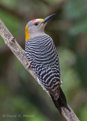 Golden-fronted Woodpecker