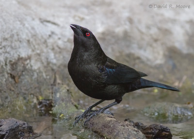 Bronzed Cowbird