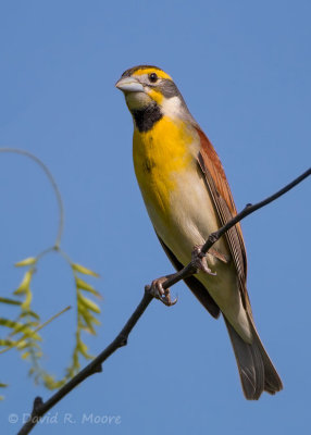 Dickcissel