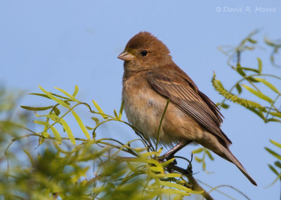 Indigo Bunting, female