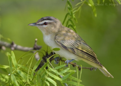 Red-eyed Vireo