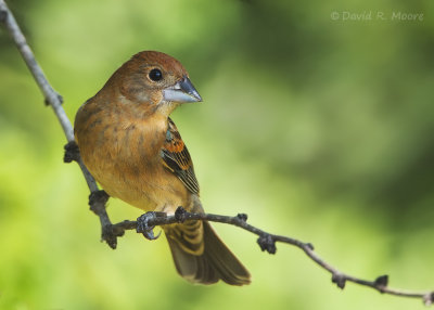 Blue Grosbeak, female